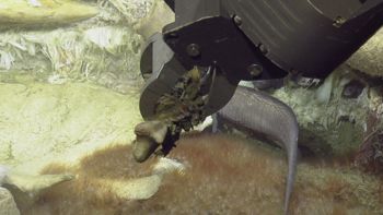 Media type: image;   Invertebrate Zoology 153118 Description: live specimen;